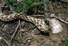 Western Hognose Snake (Heterodon nasicus)