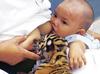 Nursing a tiger cub