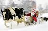 Cow sled