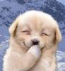 Smile puppy