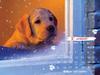 Cute puppy calander