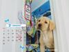 Cute puppy calander