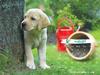 Cute puppy calander