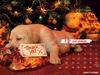 Cute puppy calander