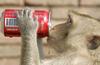 Coke monkey