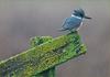 Nature - kingfisher