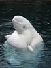 Beluga whale