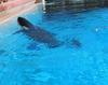 Killer whale