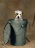 Recycled puppy