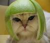 Football fan cat