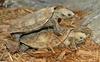 African Pancake Tortoise (Malacochersus tornieri)771