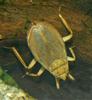 Giant Water Bug (Lethocerus americanus)