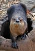 Northern River Otter (Lontra canadensis laxatina)
