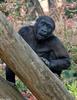 Western Lowland Gorilla (Gorilla gorilla gorilla)