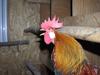 Brown Leghorn Bantam Rooster