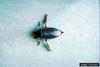 Giant Water Bug (Lethocerus americanus)