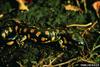 Tiger Salamander (Ambystoma tigrinum)