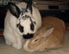 Rabbits