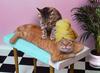 Cats