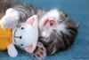 Kitties