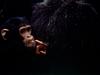Baby chimp
