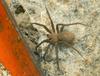 Brown Recluse Spider (Loxosceles reclusa)