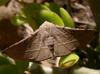 moth 1