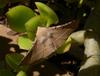 moth 2