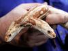 Two-headed Rat Snake