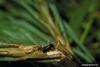 Common Pine Shoot Beetle (Tomicus piniperda)