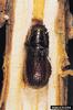 Common Pine Shoot Beetle (Tomicus piniperda)