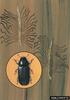 Common Pine Shoot Beetle (Tomicus piniperda)