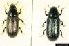 Common Pine Shoot Beetle (Tomicus piniperda)