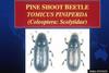 Common Pine Shoot Beetle (Tomicus piniperda)