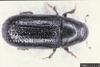 Common Pine Shoot Beetle (Tomicus piniperda)