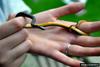 Northern Ringneck Snake (Diadophis punctatus edwardsii)