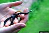 Northern Ringneck Snake (Diadophis punctatus edwardsii)