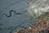 Gray Rat Snake (Elaphe obsoleta spiloides)