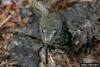 Gray Rat Snake (Elaphe obsoleta spiloides)