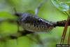 Gray Rat Snake (Elaphe obsoleta spiloides)