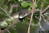 Gray Rat Snake (Elaphe obsoleta spiloides)