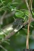 Gray Rat Snake (Elaphe obsoleta spiloides)