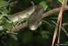 Gray Rat Snake (Elaphe obsoleta spiloides)