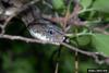 Gray Rat Snake (Elaphe obsoleta spiloides)