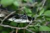 Gray Rat Snake (Elaphe obsoleta spiloides)