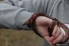 Corn snake (Elaphe guttata guttata)