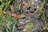 Corn snake (Elaphe guttata guttata)