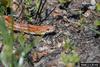 Corn snake (Elaphe guttata guttata)