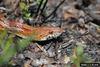 Corn snake (Elaphe guttata guttata)