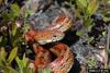 Corn snake (Elaphe guttata guttata)